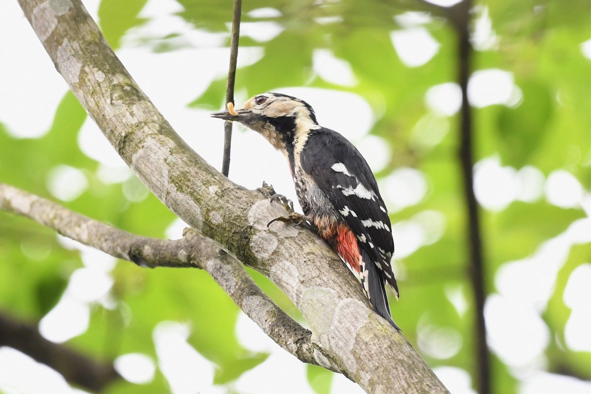 Necklaced Woodpecker - ML620246945