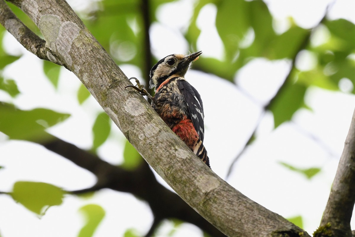 Necklaced Woodpecker - ML620246946