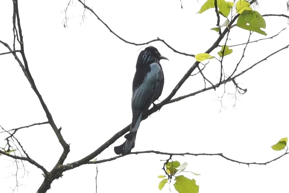 Hair-crested Drongo - ML620246949