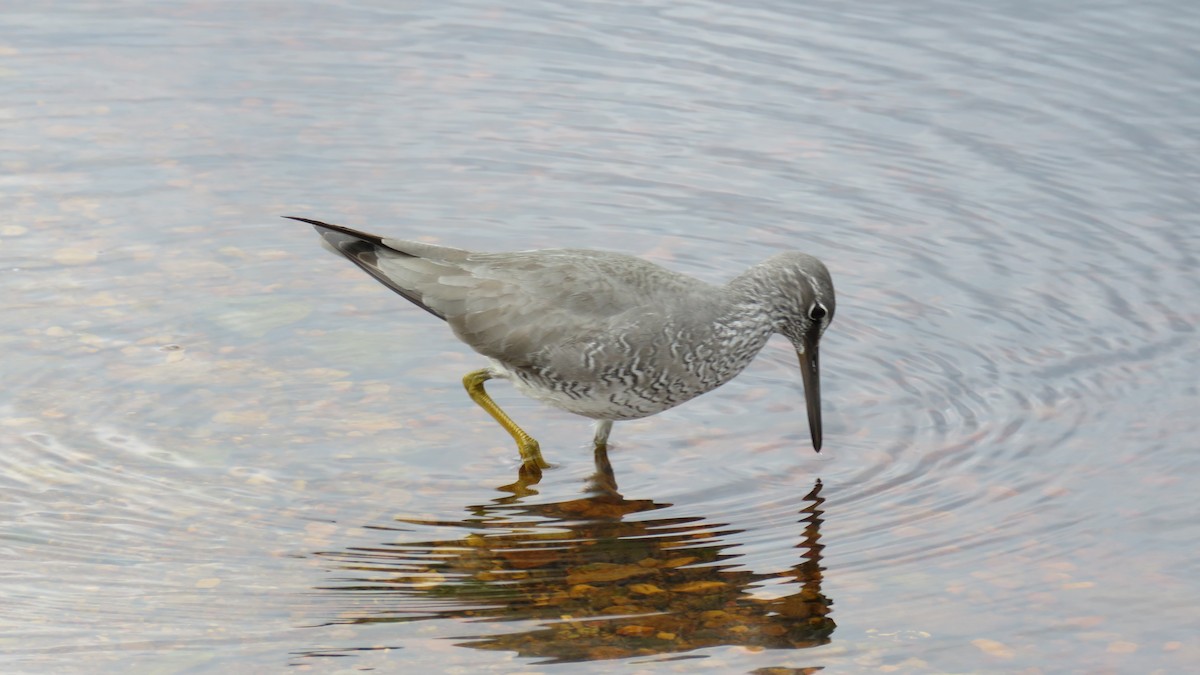 Wanderwasserläufer - ML620246953