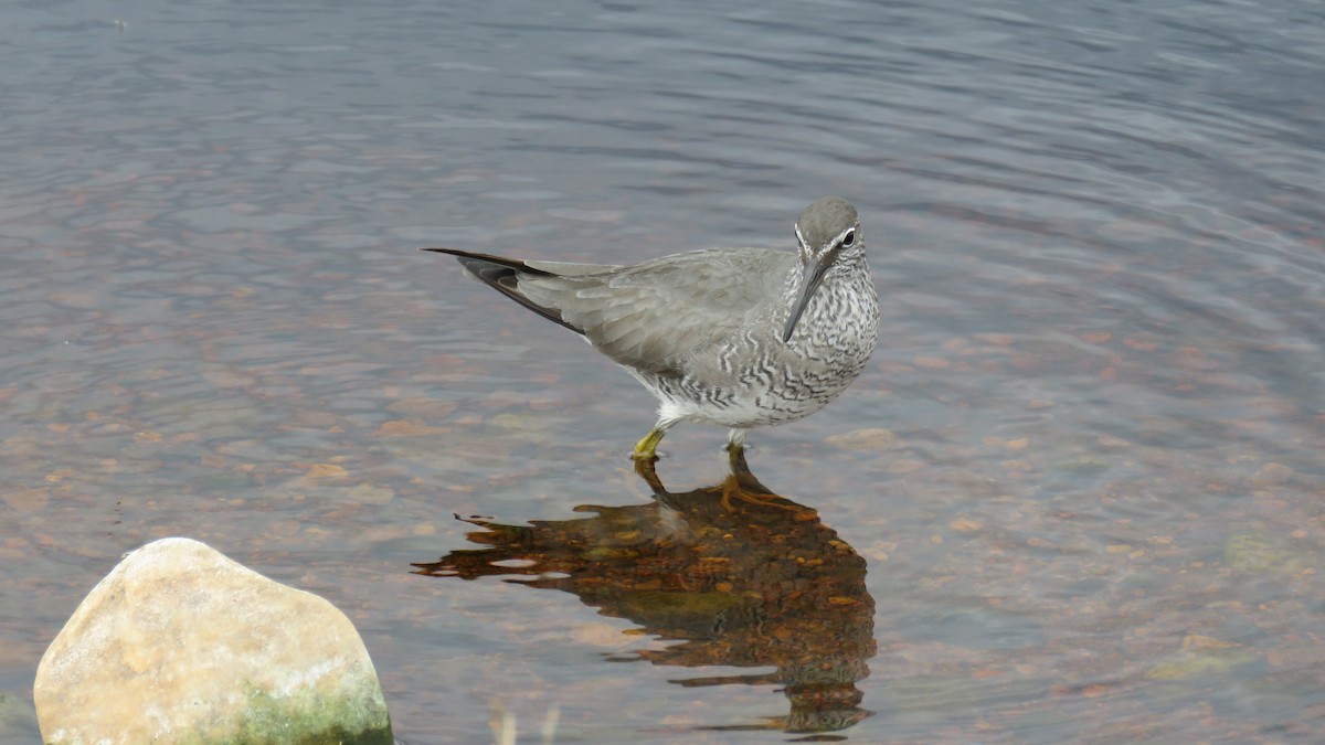 Wandering Tattler - ML620246955