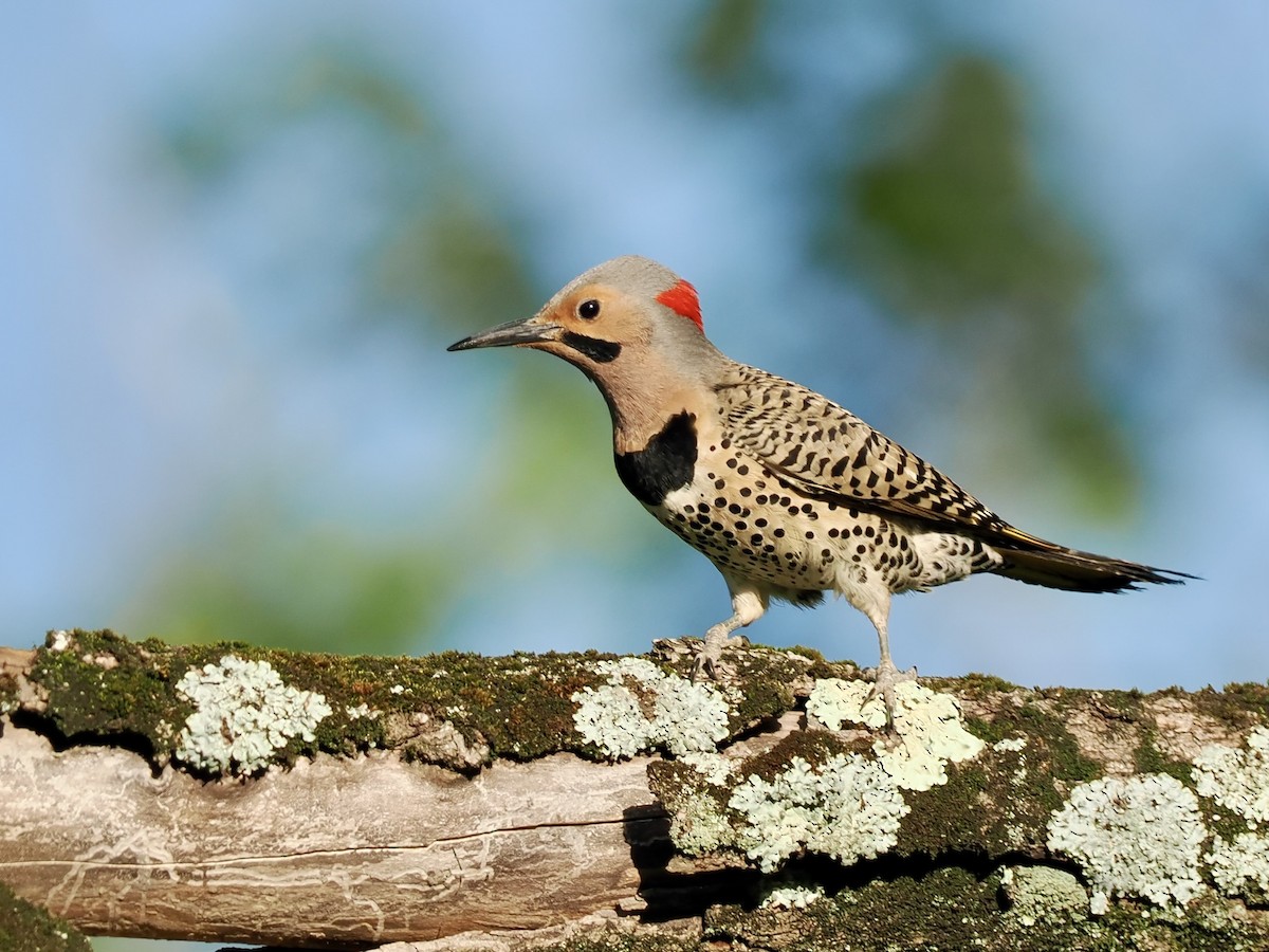 Northern Flicker - ML620246957