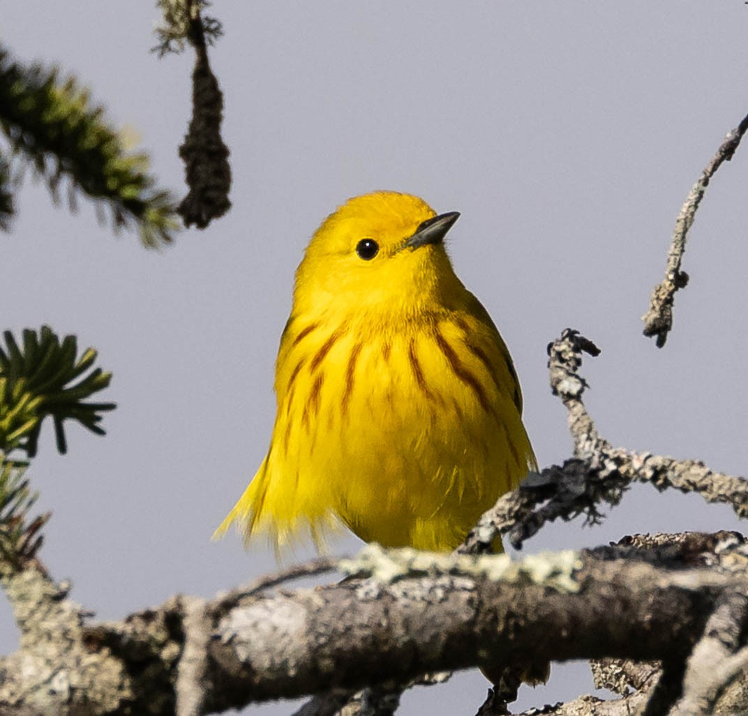 Yellow Warbler (Northern) - ML620246958