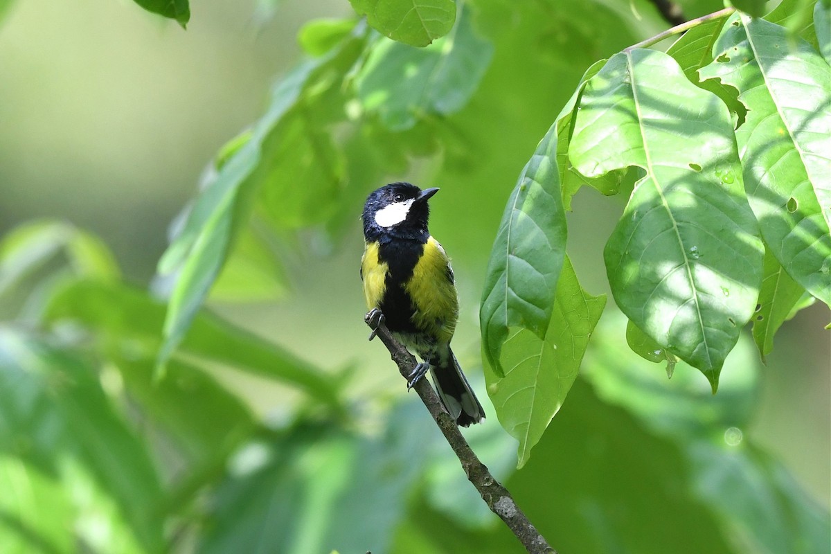 Green-backed Tit - ML620246964