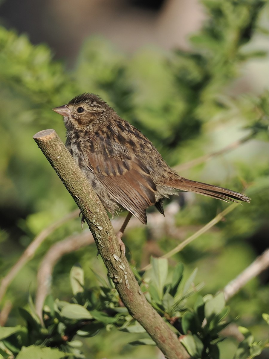 Song Sparrow - ML620246969