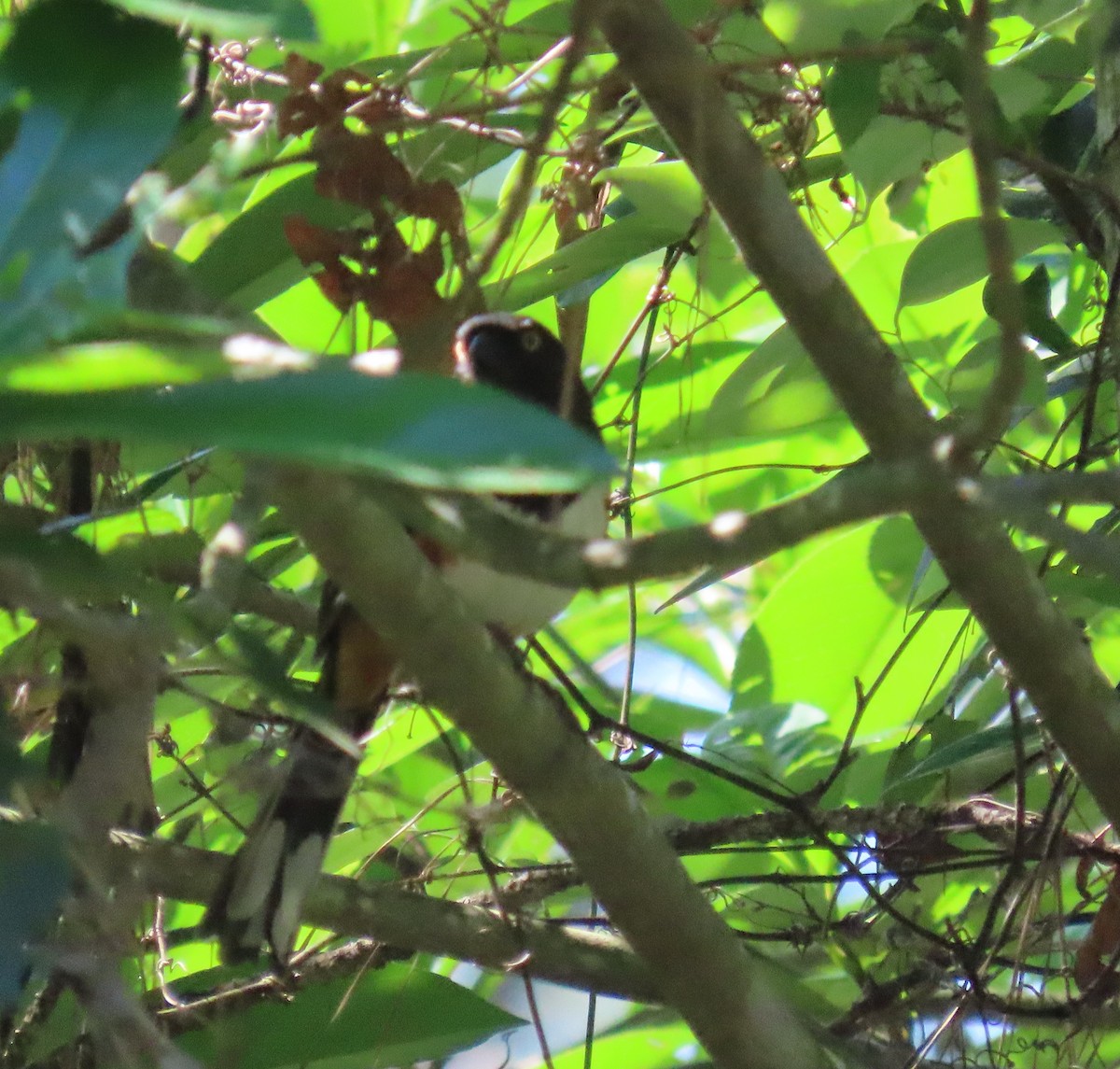 Eastern Towhee - ML620246971