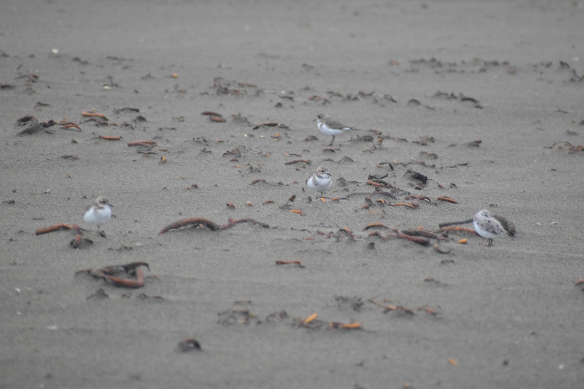 Two-banded Plover - ML620246979