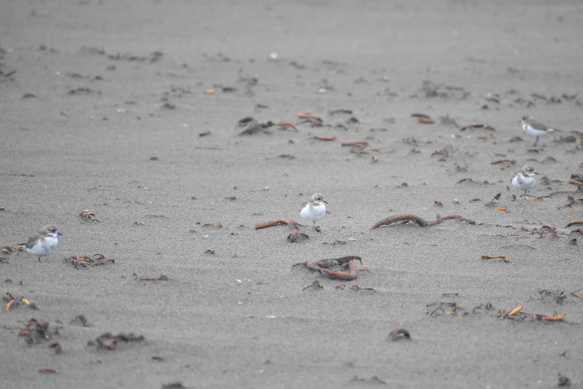 Two-banded Plover - ML620246980