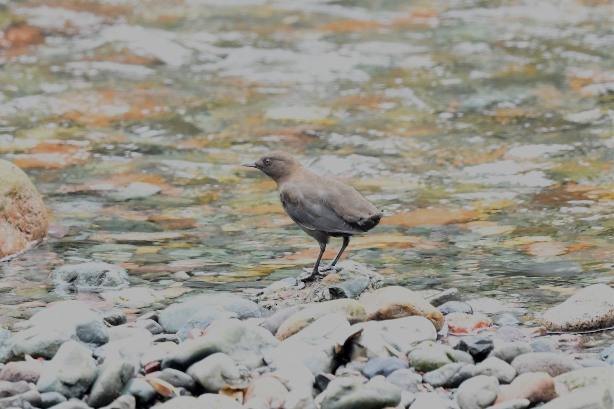 Brown Dipper - ML620246983