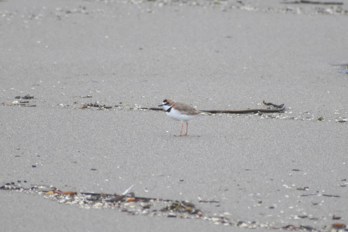 Collared Plover - ML620246989