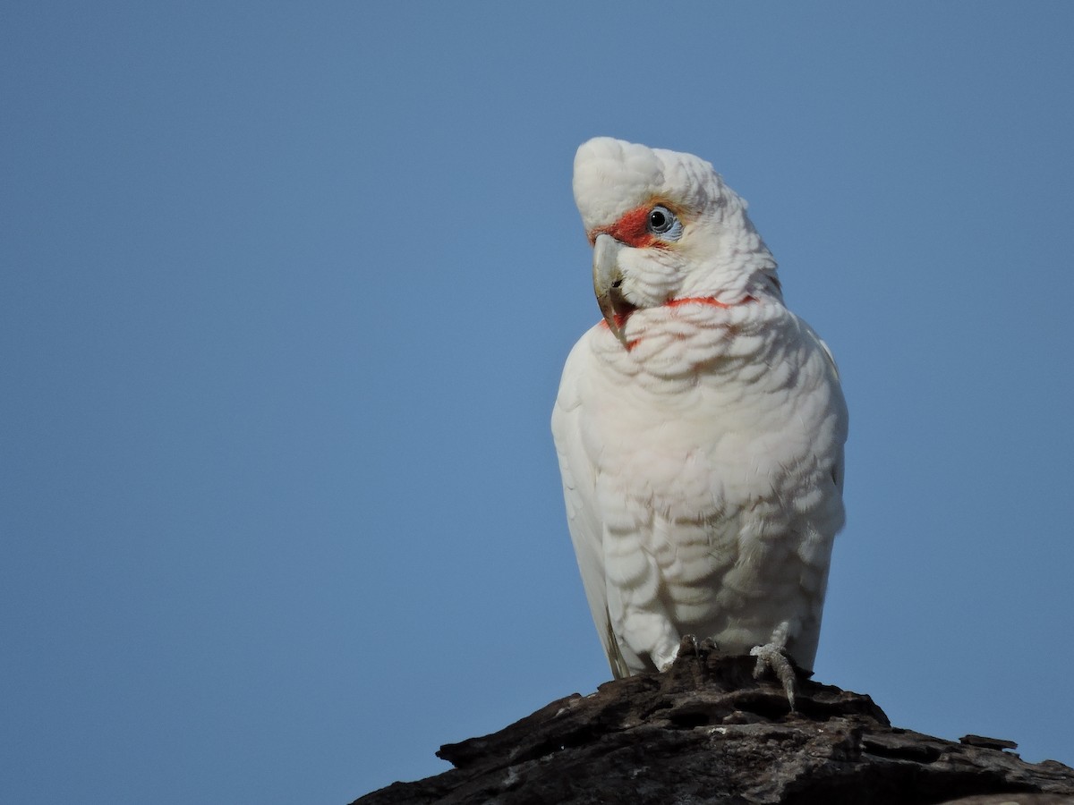 Cacatúa Picofina - ML620246992