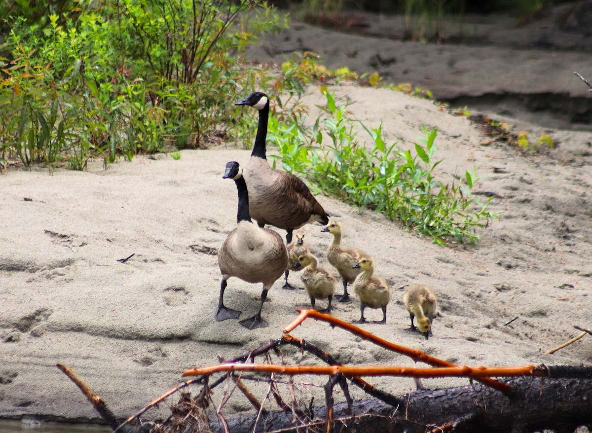 Canada Goose - Cindy Grimes