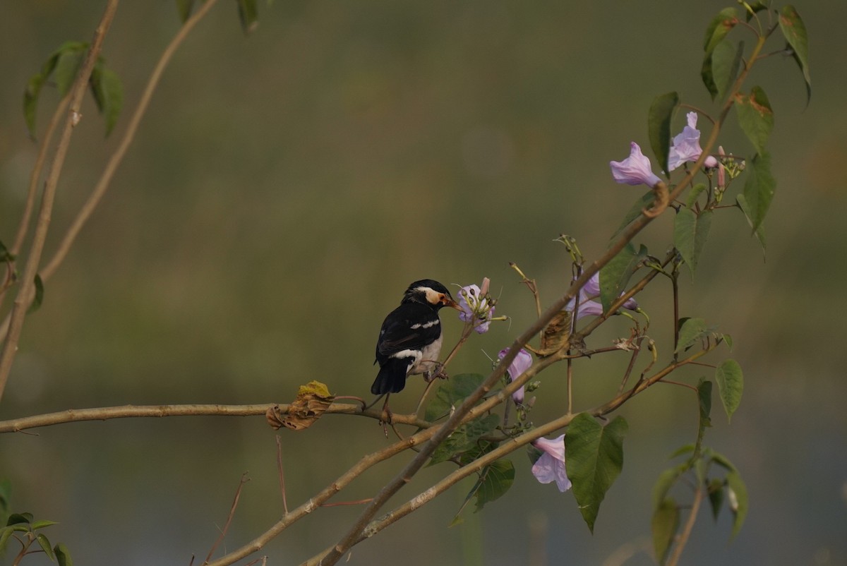 Indian Pied Starling - ML620246997