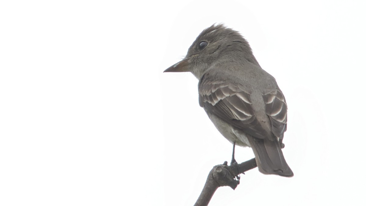 Western Wood-Pewee - ML620247000