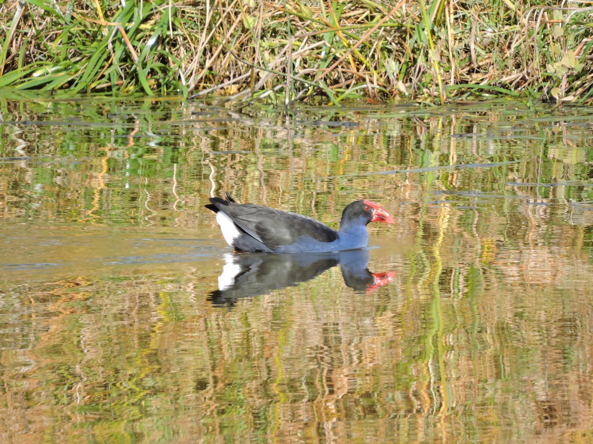 Australasian Swamphen - ML620247010