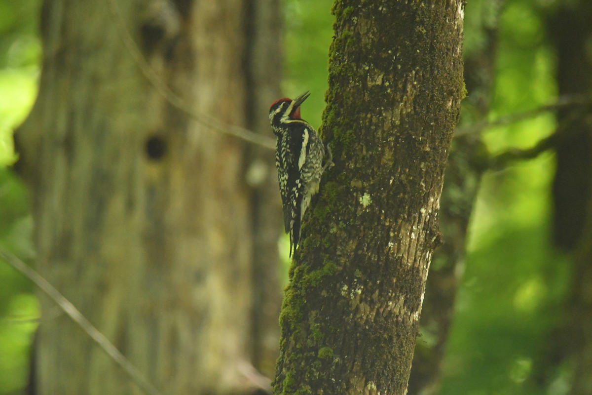 Yellow-bellied Sapsucker - ML620247012