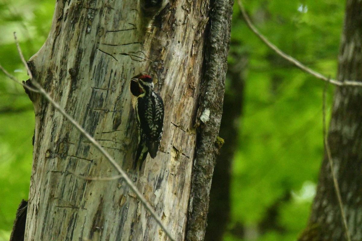 Yellow-bellied Sapsucker - ML620247015