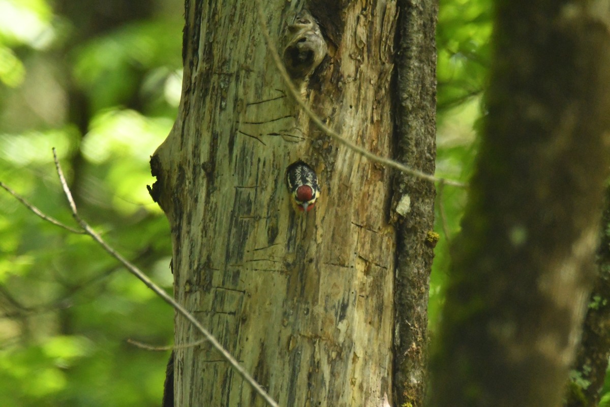 Yellow-bellied Sapsucker - ML620247017