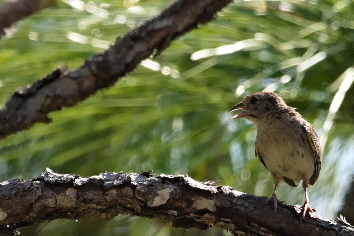 Bachman's Sparrow - ML620247019