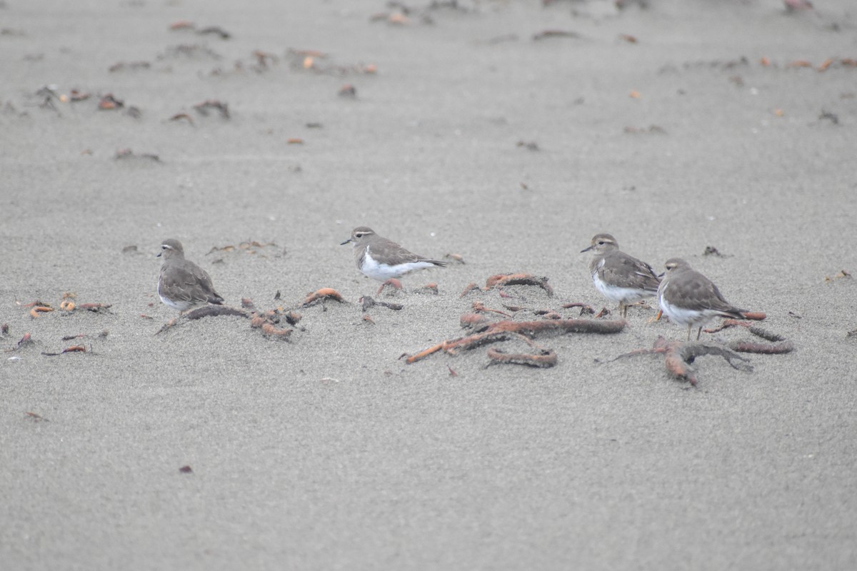 Rufous-chested Dotterel - ML620247020