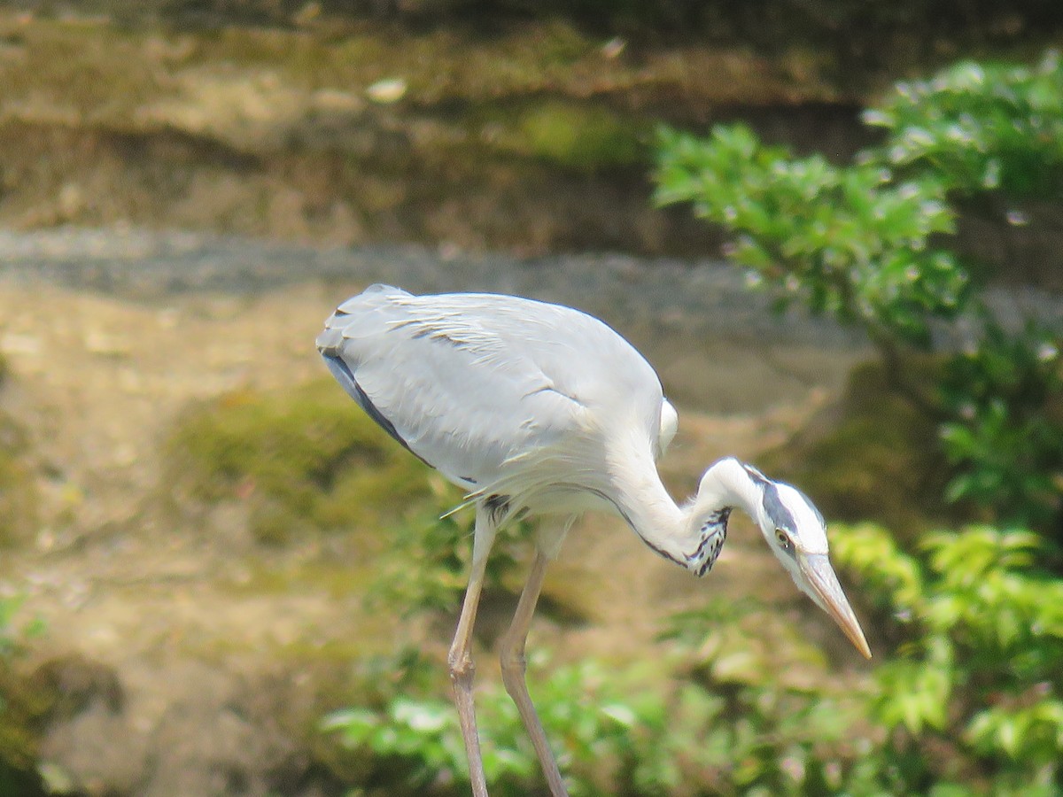 Gray Heron - ML620247033