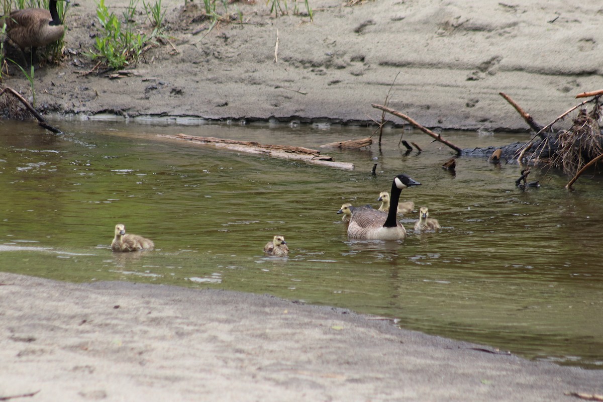 Canada Goose - ML620247041