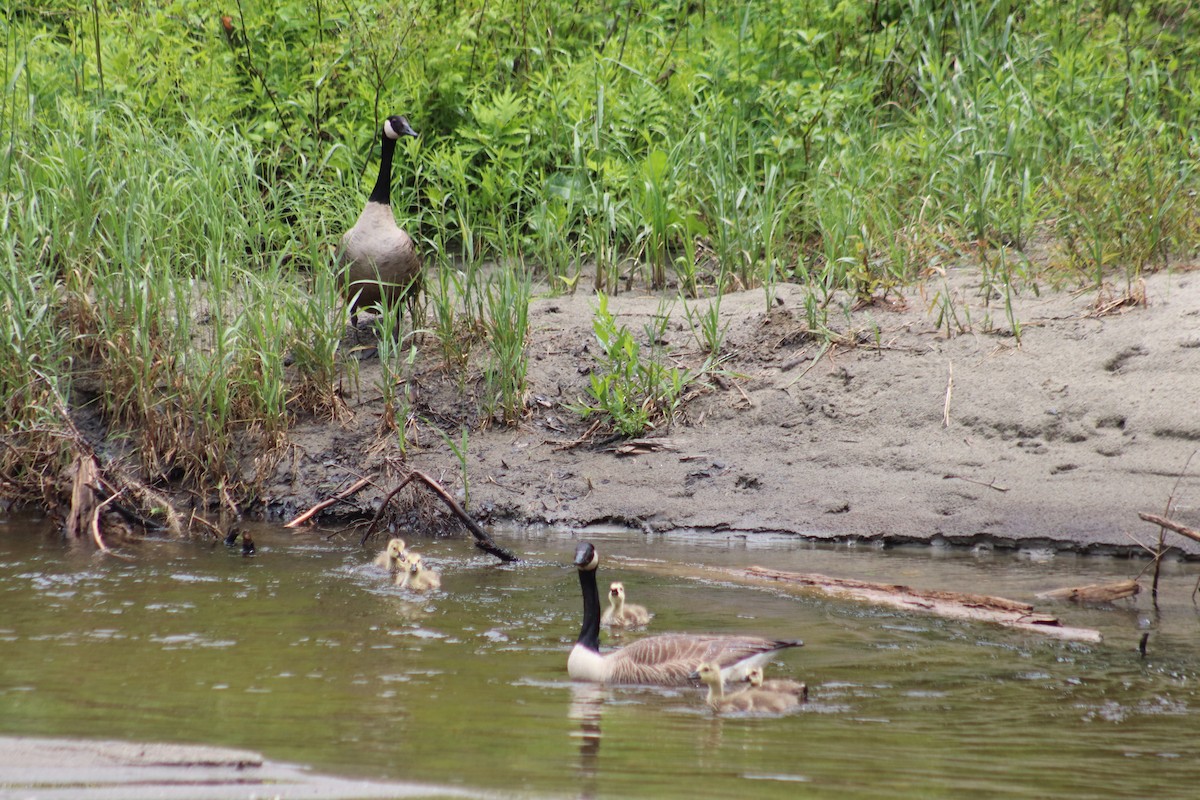 Canada Goose - ML620247042