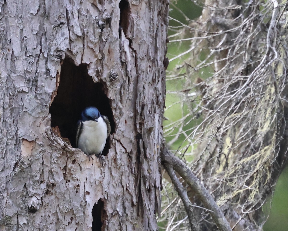 Tree Swallow - ML620247044