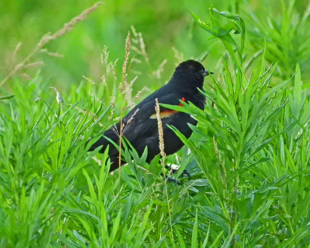 Red-winged Blackbird - ML620247045