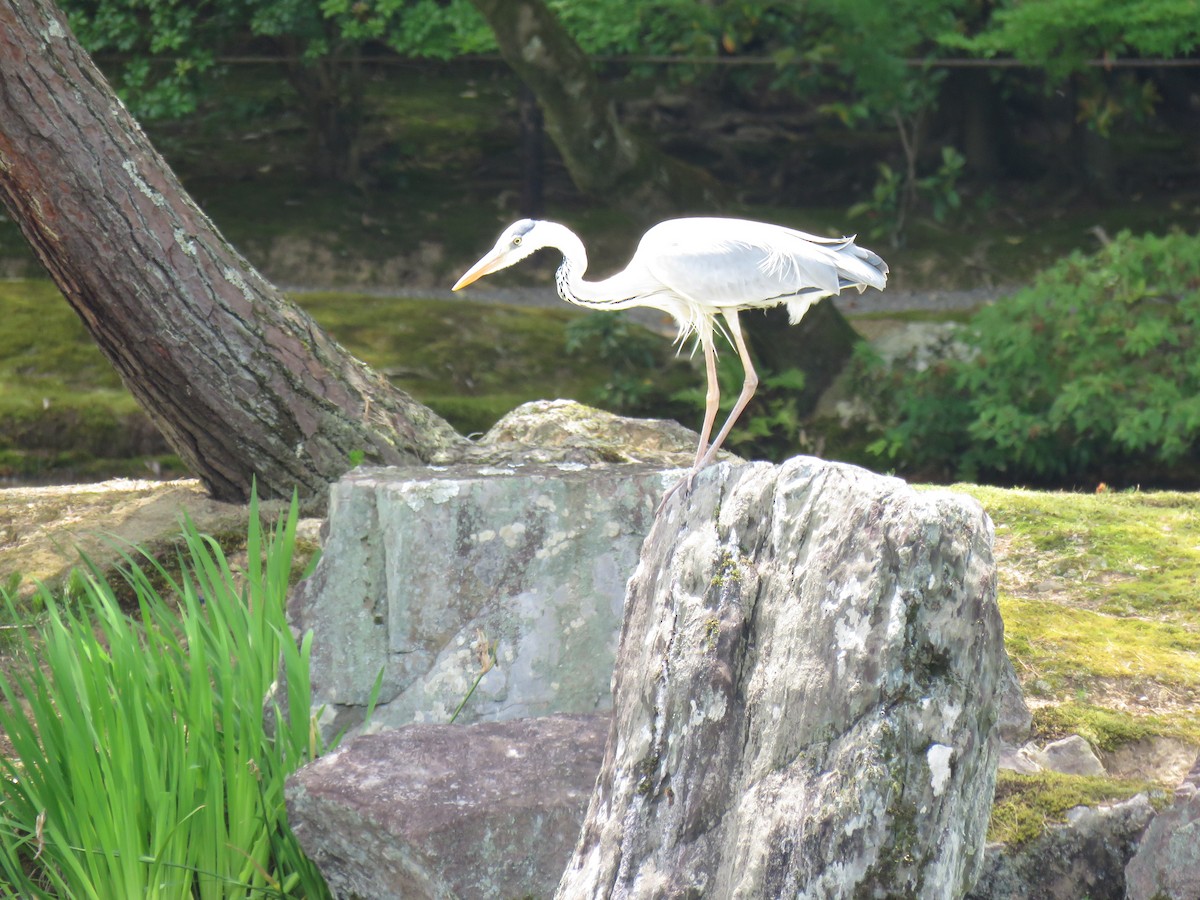 Gray Heron - ML620247050