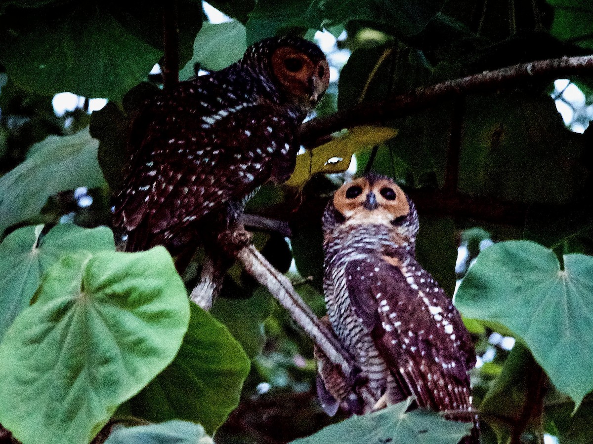 Spotted Wood-Owl - ML620247056