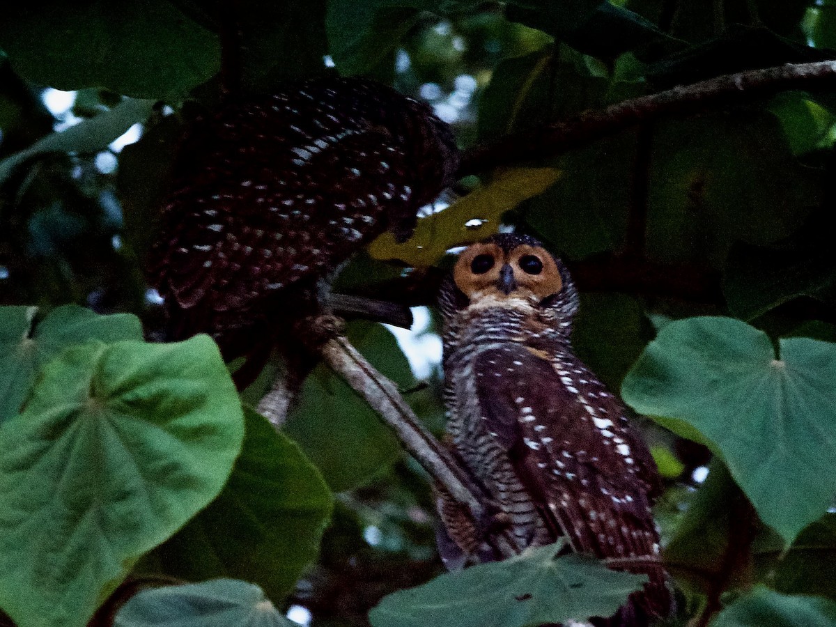 Spotted Wood-Owl - ML620247057