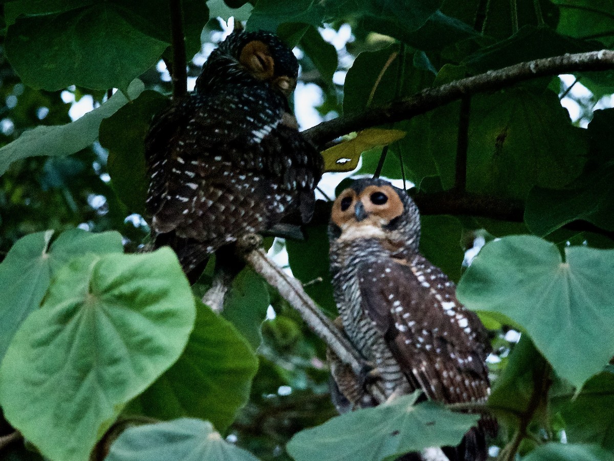 Spotted Wood-Owl - ML620247058