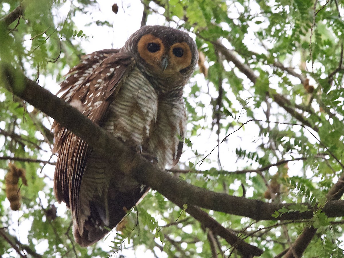 Spotted Wood-Owl - ML620247060