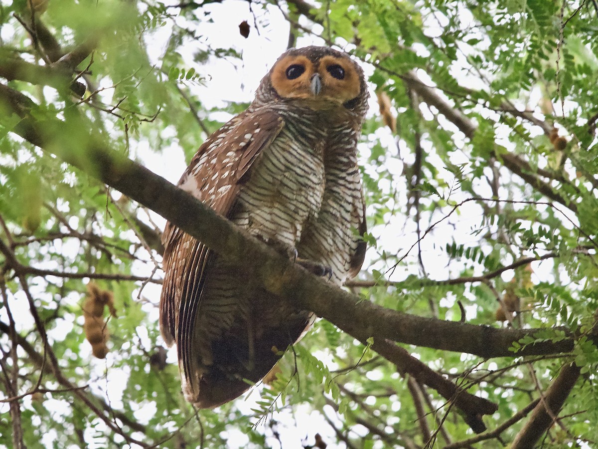 Spotted Wood-Owl - ML620247061