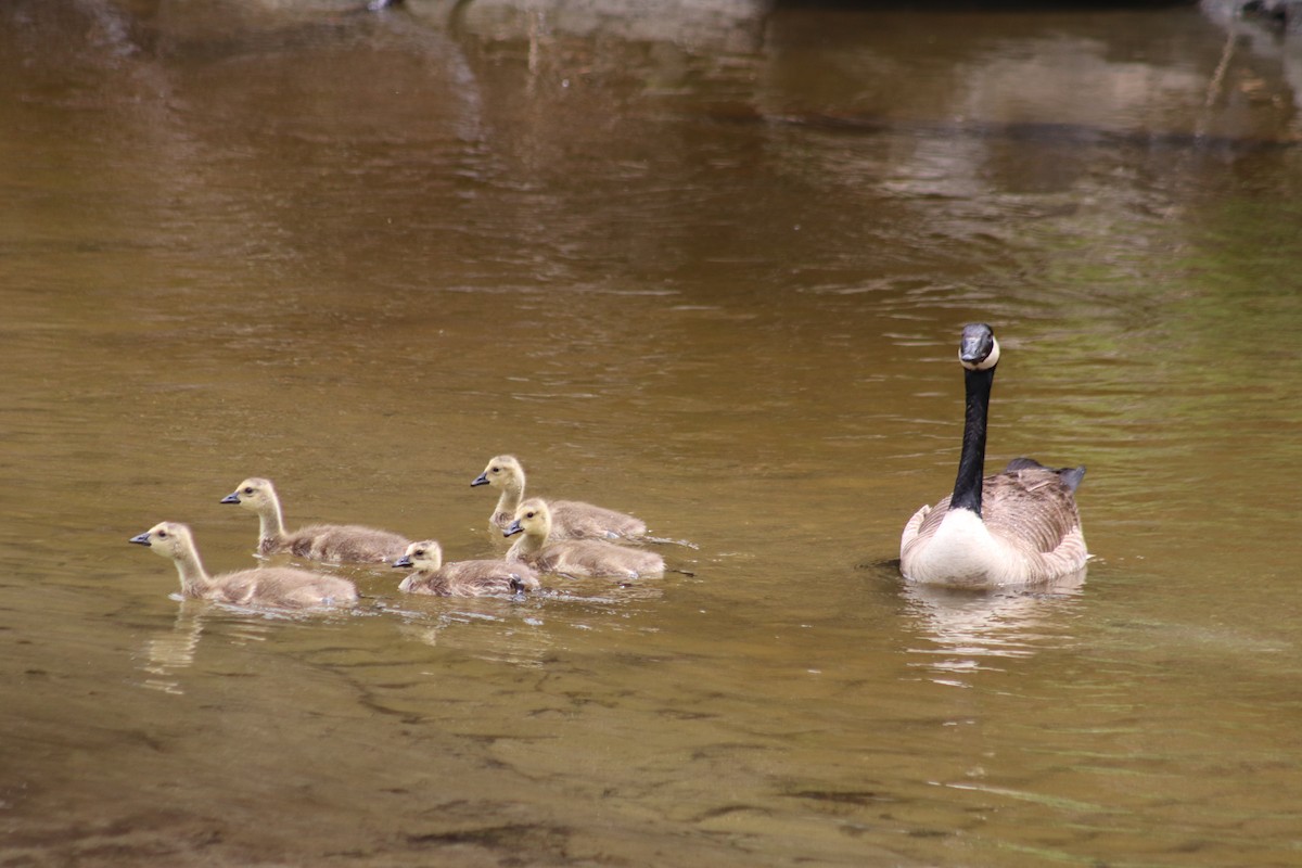 Canada Goose - ML620247064