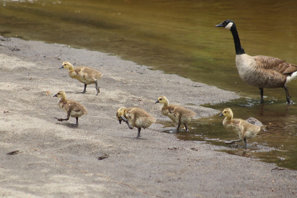 Canada Goose - ML620247065