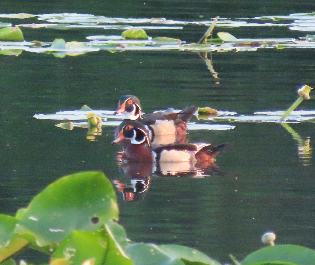 Canard branchu - ML620247066