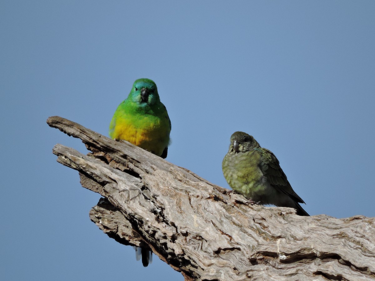 Red-rumped Parrot - ML620247067