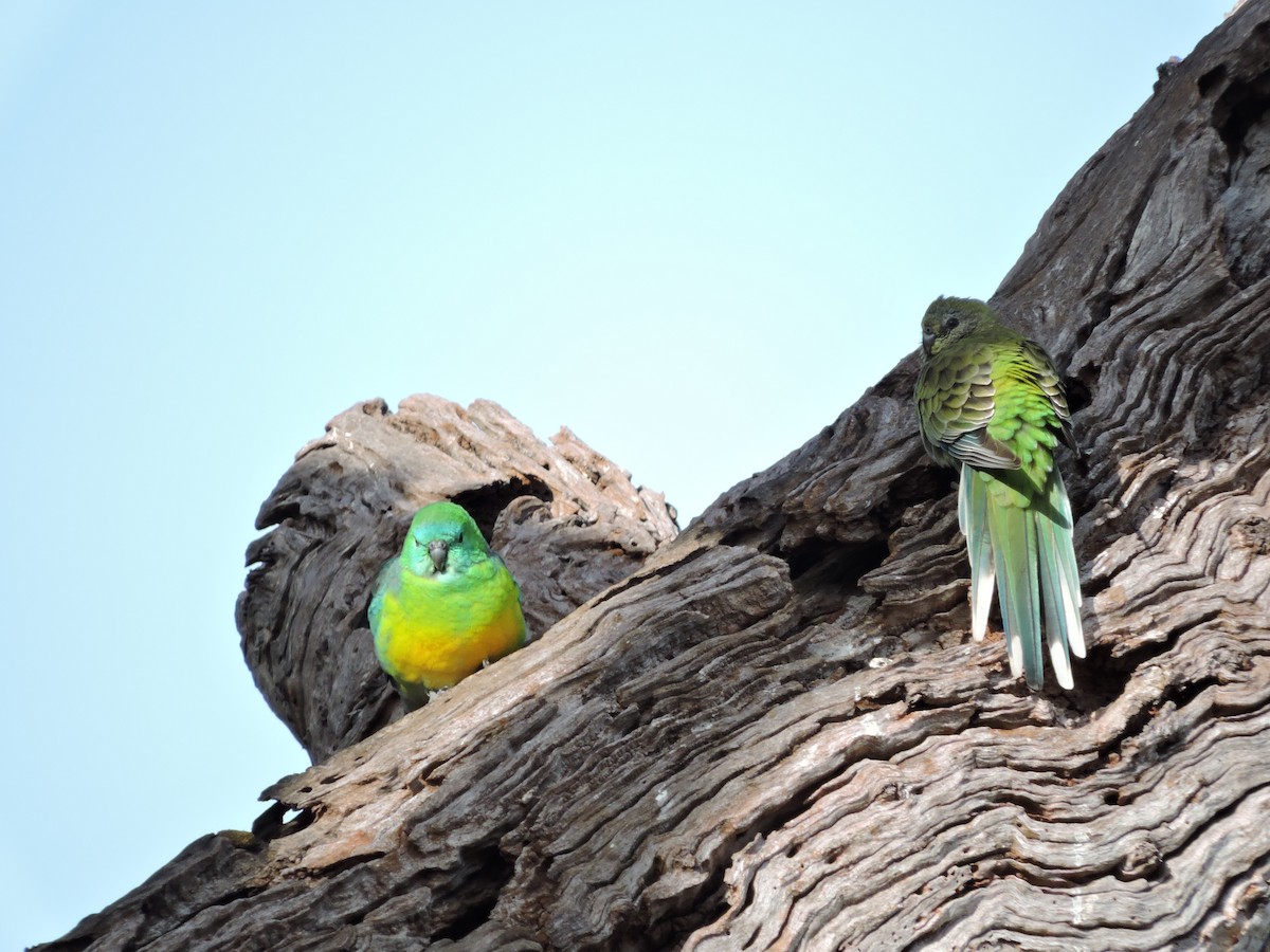 Red-rumped Parrot - ML620247068