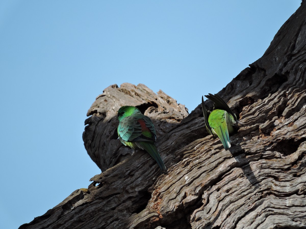 Red-rumped Parrot - ML620247069