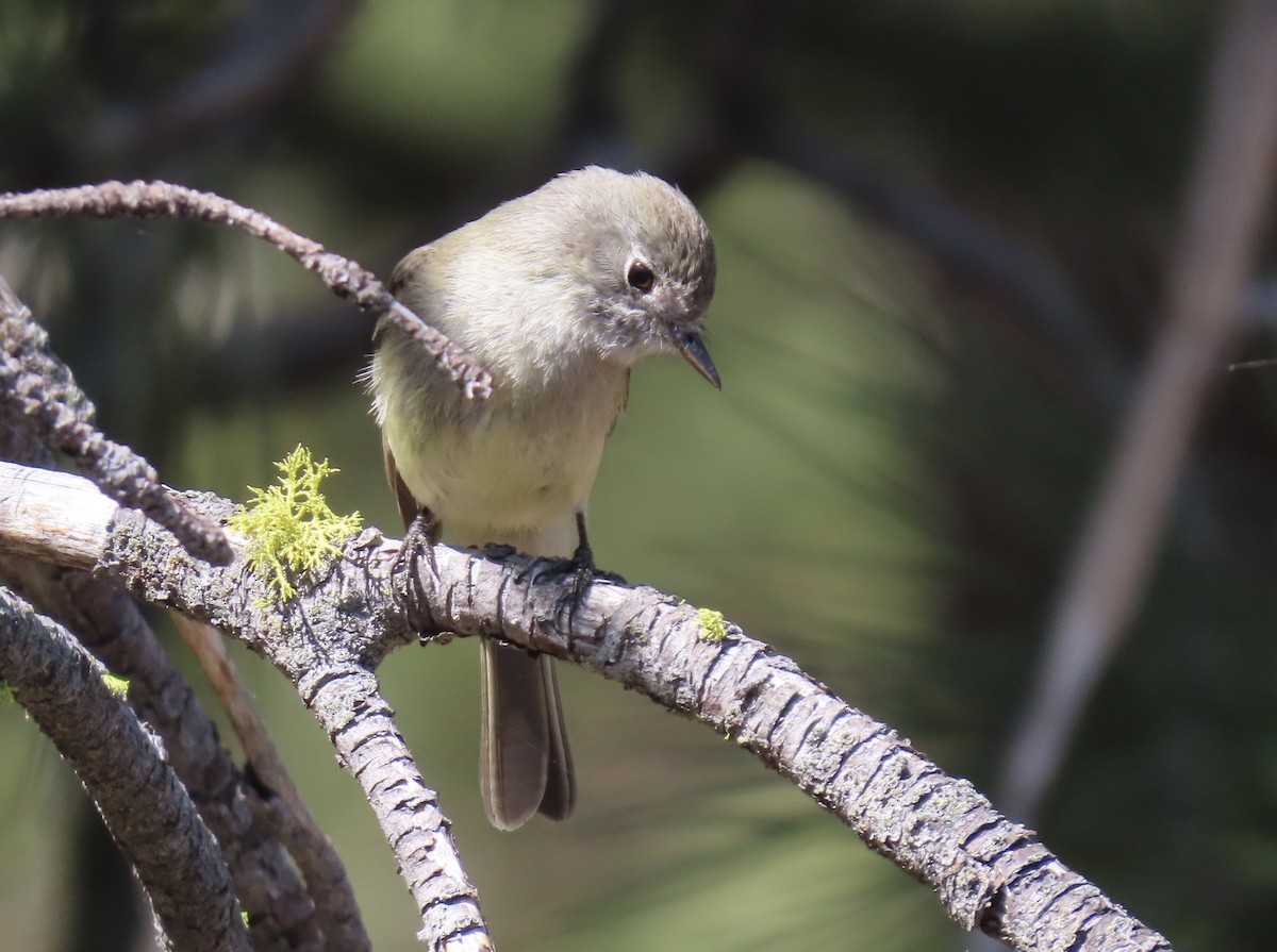 Dusky Flycatcher - ML620247075