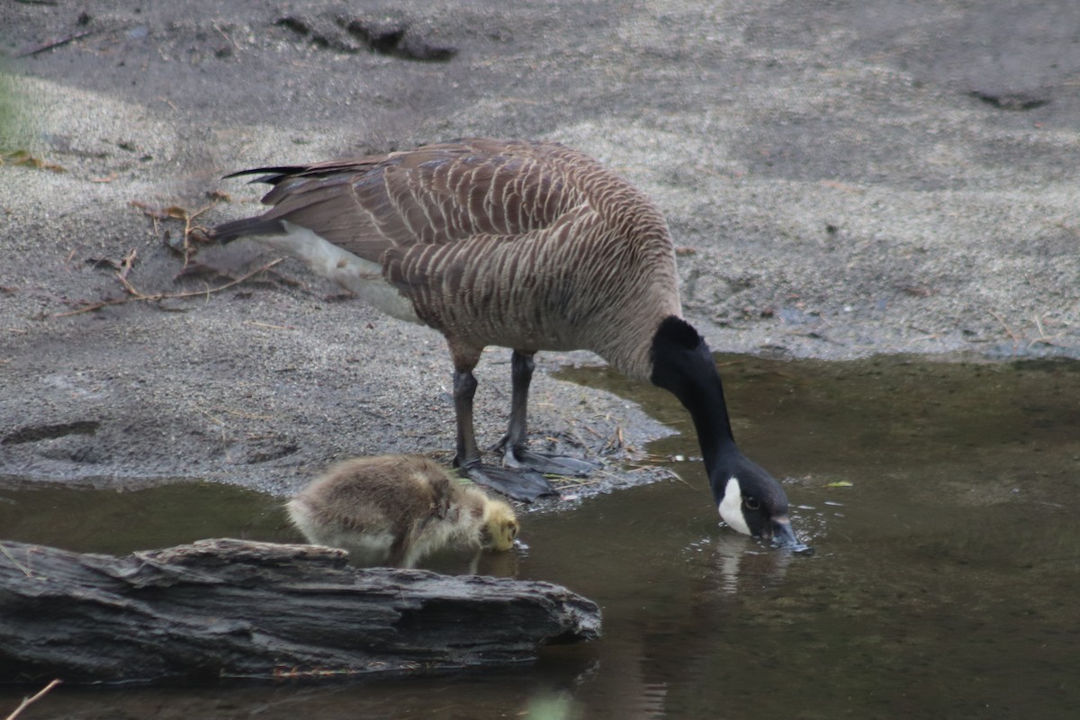 Canada Goose - ML620247084