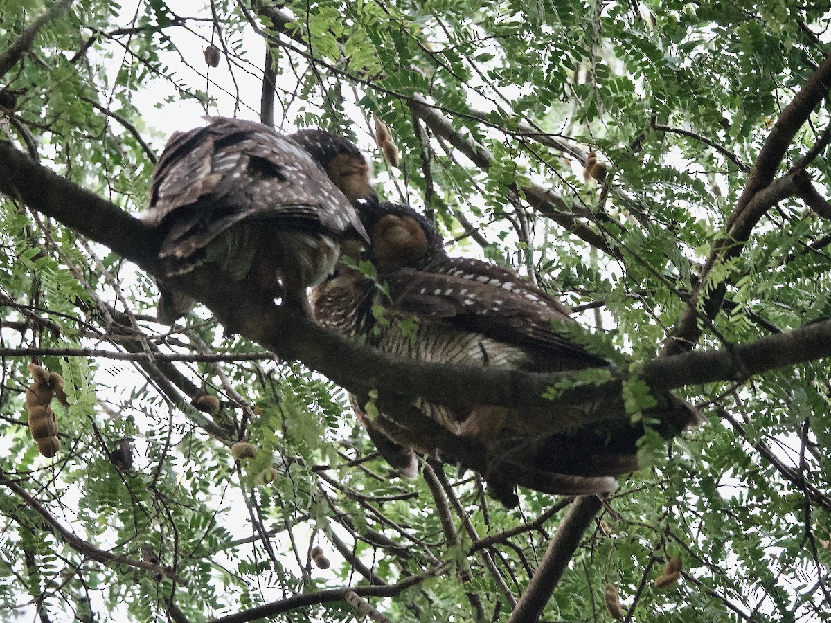 Spotted Wood-Owl - ML620247085