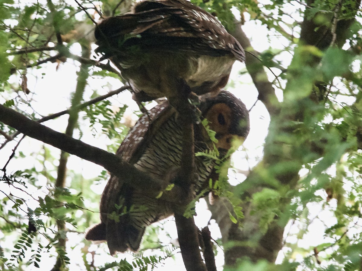 Spotted Wood-Owl - ML620247086