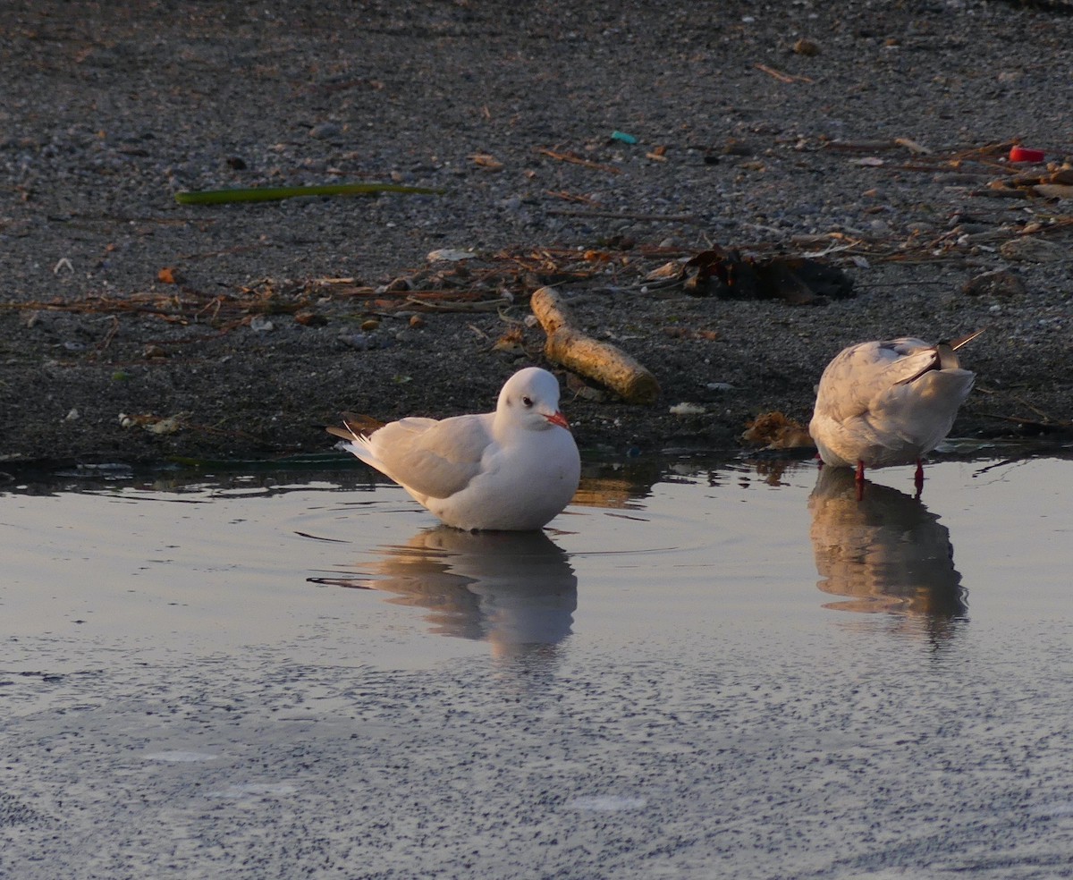 Black-headed Gull - ML620247092