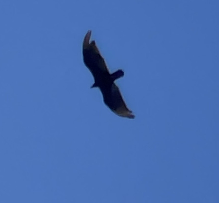 Turkey Vulture - ML620247093