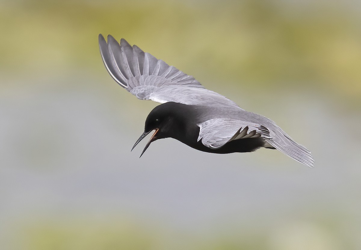 Black Tern - ML620247094