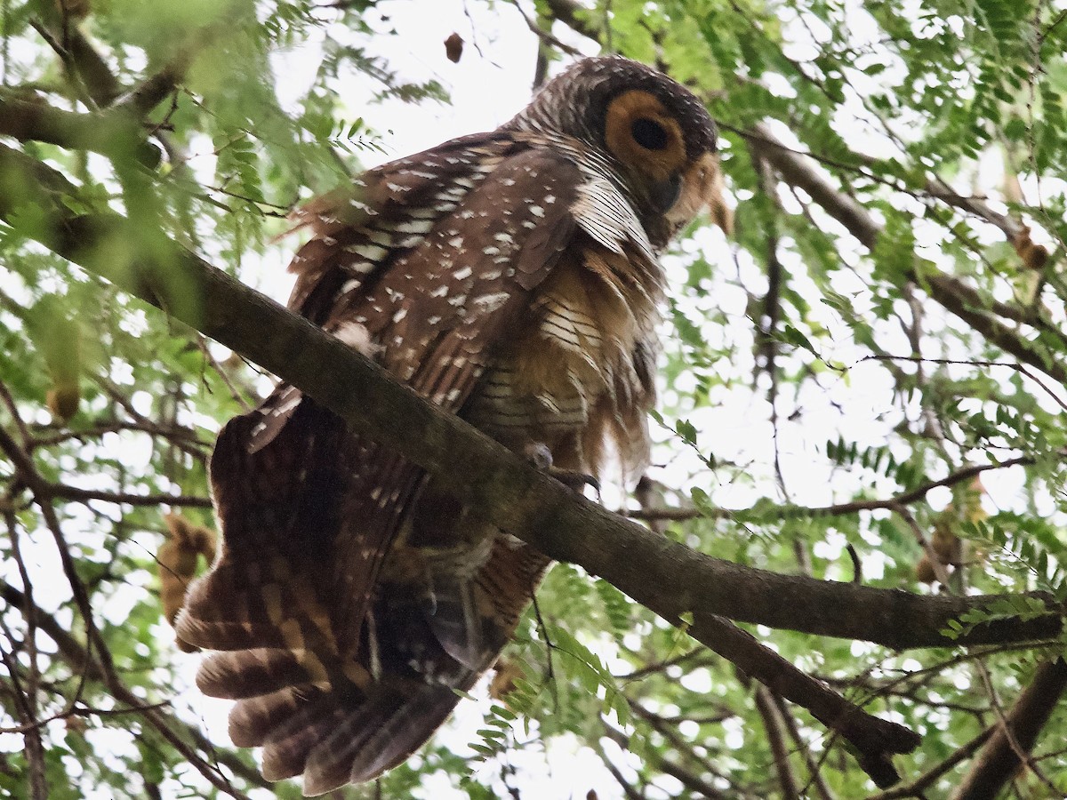 Spotted Wood-Owl - ML620247095