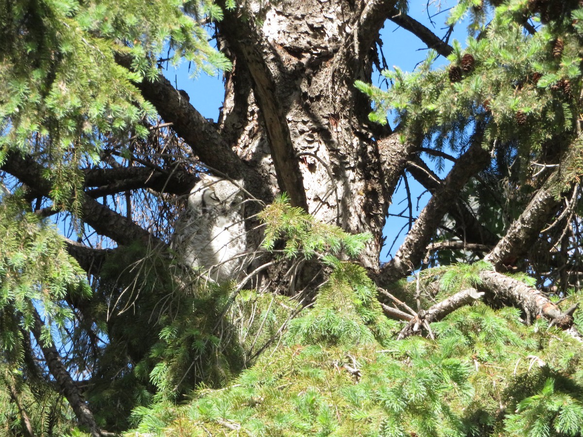Great Horned Owl - ML620247104